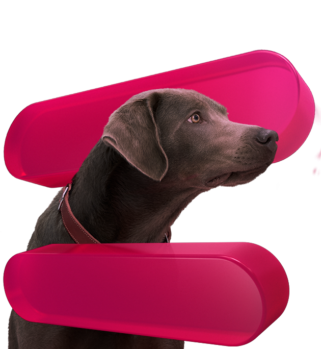 Hond