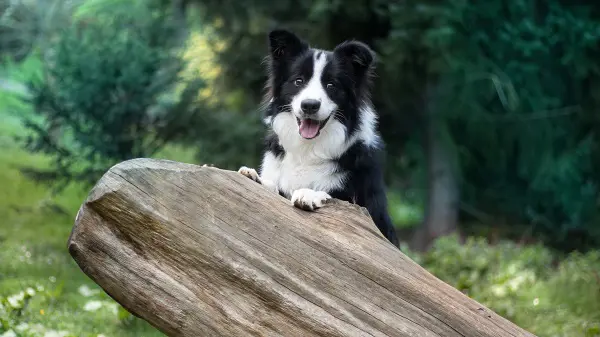 Border Collie 