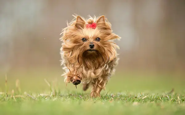 Le Yorkshire-terrier