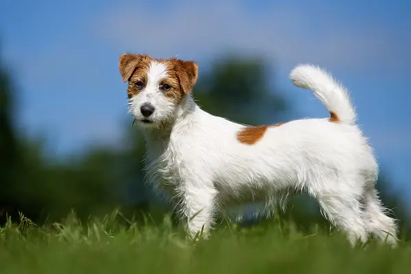 Jack Russell