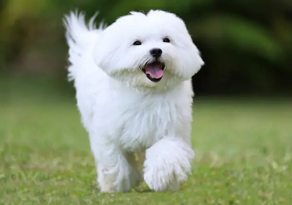 Le bichon maltais