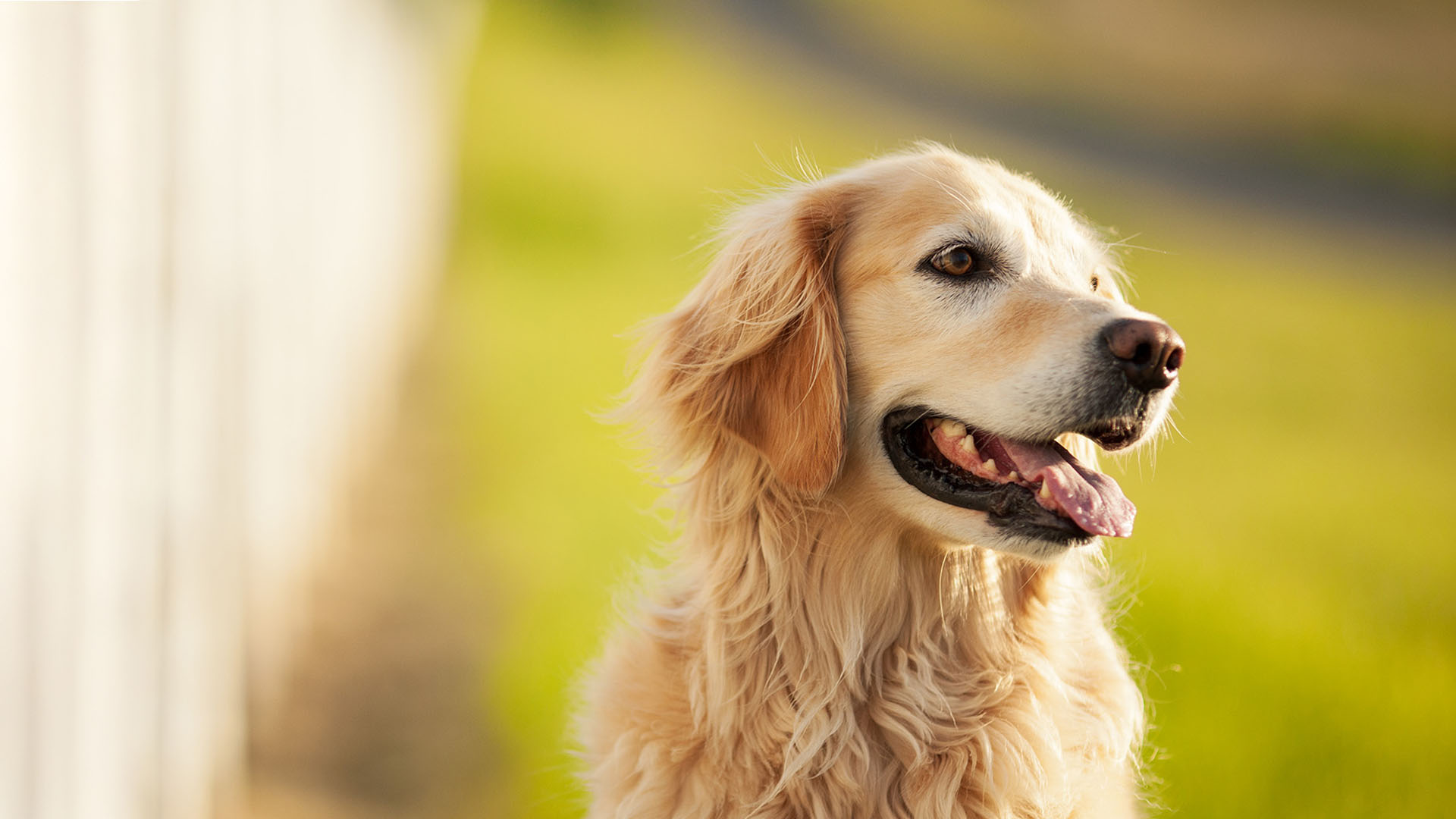 Hond