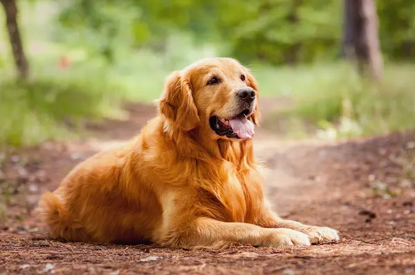 Le golden retriever