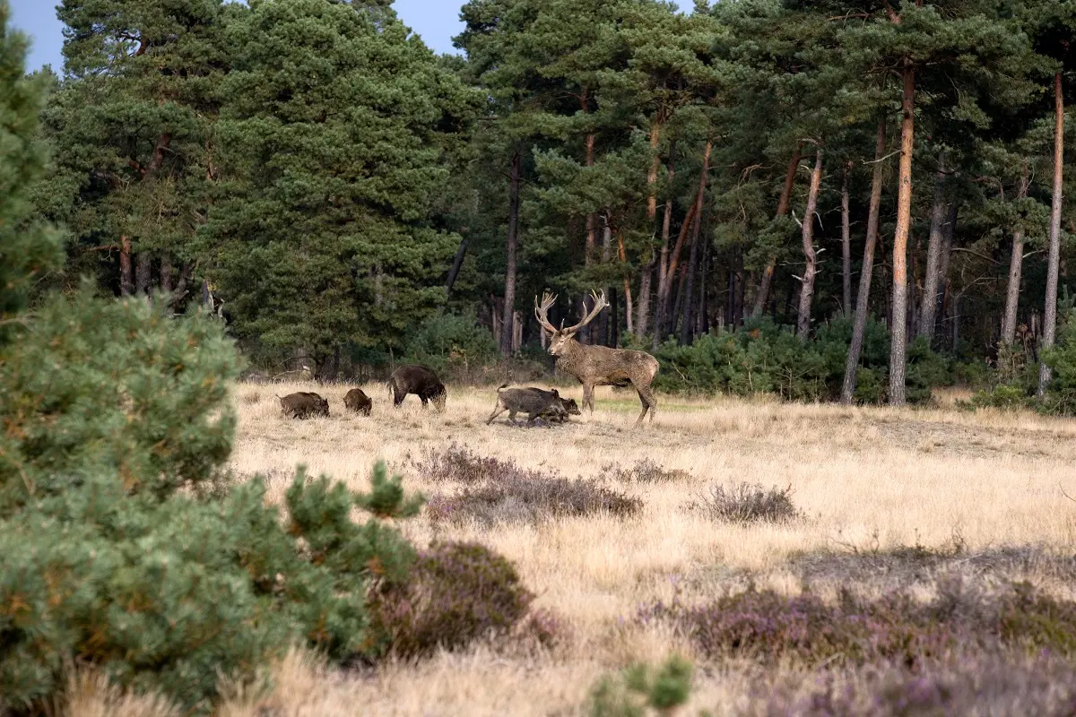 De veluwe